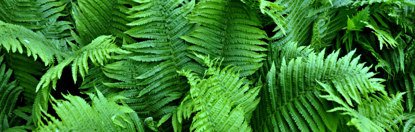 Idées de plantes à feuilles persistantes