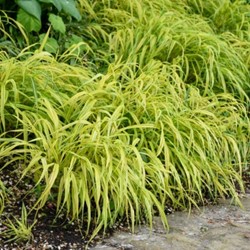 Hakonechloa macra Aureola – Herbe du Japon