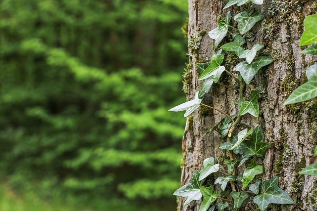 Taille Hedera