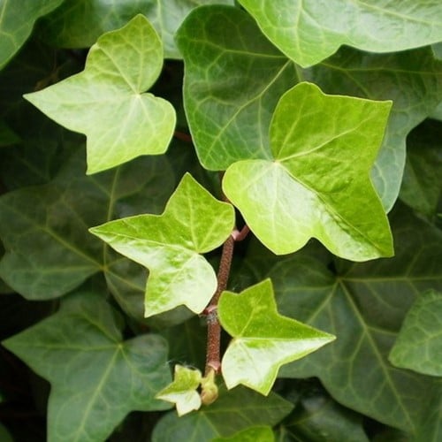 Hedera Helix - Lierre Grimpant