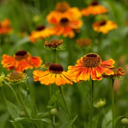 Helenium Sahin's Early Flowerer - Hélénie