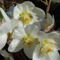 Rose de Noël Niger - Helleborus