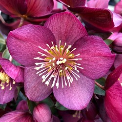 Helleborus Orientalis Pretty Ellen Red - Rose de Noël
