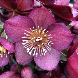 Helleborus orientalis - Nieskruid, Kerstroos (Potplant)