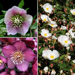 Rose de Noël en Mélange - Helleborus (Pack de Six)