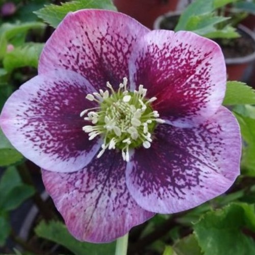 Helleborus Orientalis Pretty Ellen Spotted - Rose de Noël