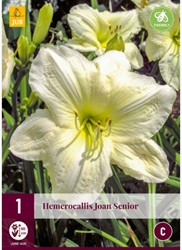 Hemerocallis Joan Senior - Hémérocalle