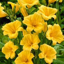 Hémérocalle Stella d Oro - Hemerocallis potplant (Pack de Six)