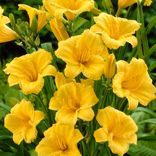 Hemerocallis Stella d Oro - Hémérocalle (Potplant)
