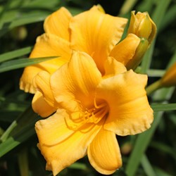 Hémérocalle Stella d Oro - Hemerocallis potplant (Pack de Six)