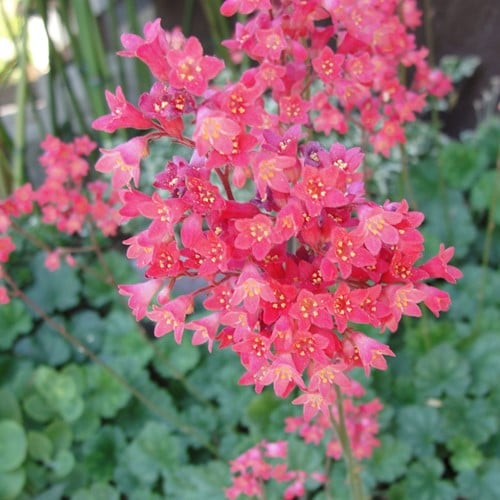 Heuchère désespoir du peintre - Heuchera Leuchtkäfer