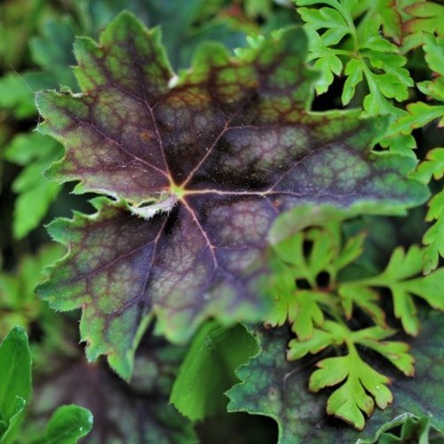 Heuchera villosa var. Macrorrhiza - Heuchère