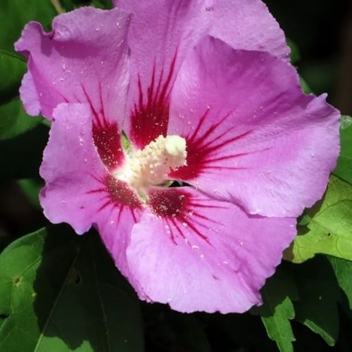 Althea Woodbridge - Hibiscus