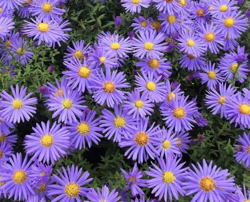 Aster ageratoides Asran - Aster d'automne