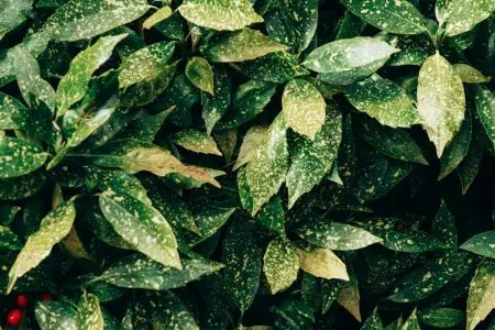 Aucuba japonica