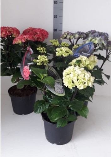 Hortensia Black Steel Light Pink - Hydrangea Macrophylla