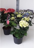 Hortensia Black Steel White - Hydrangea Macrophylla