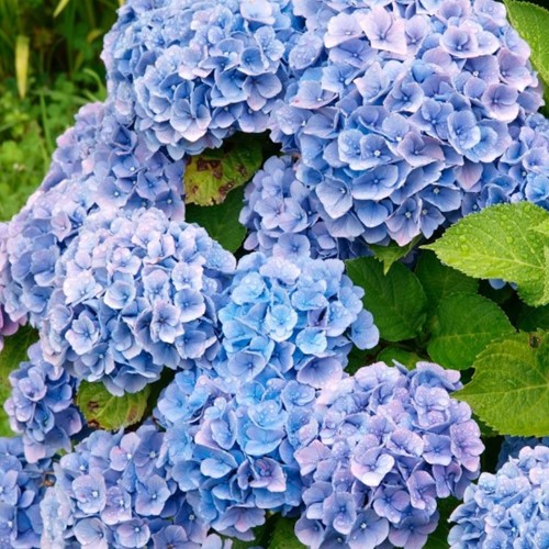 Hortensia Bleu