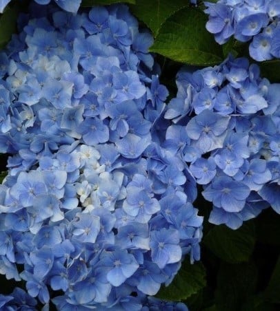 Hortensia Bodensee- Hydrangea macrophylla