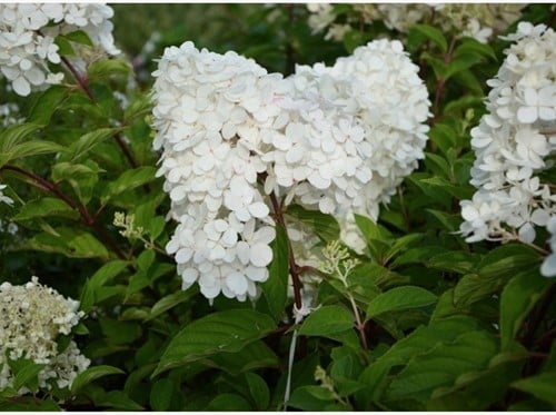 Hortensia Grandiflora - Hydrangea paniculata
