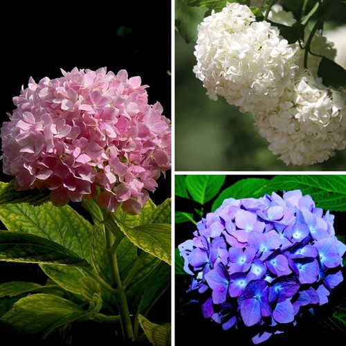 Mélange d'hortensias blanc, rose et bleu - Hydrangea