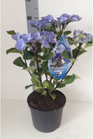 Hortensia Black Steel Bleu - Hydrangea Macrophylla Zorro
