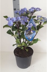 Hortensia Black Steel Bleu - Hydrangea Macrophylla Zorro