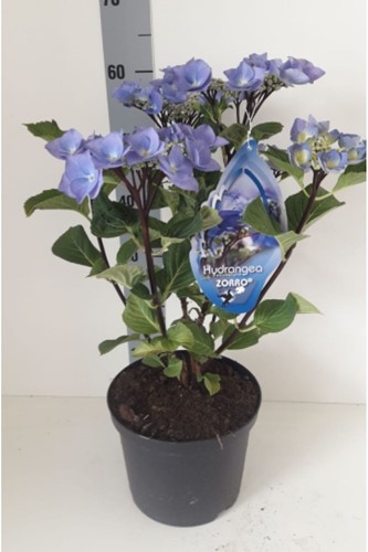 Hortensia Black Steel Bleu - Hydrangea Macrophylla Zorro