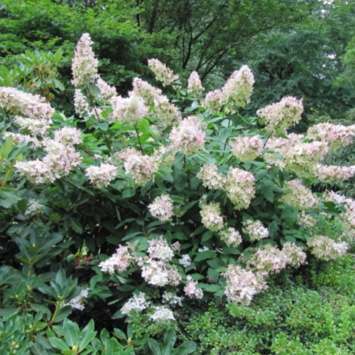 Hortensia Kyushu - Hydrangea paniculata