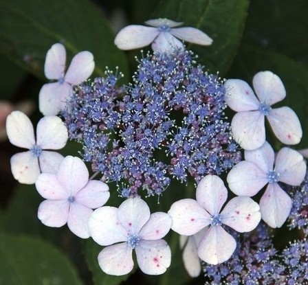 Hortensia Libelle - Hydrangea macrophylla