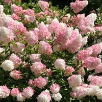 Hortensia Vanille Fraise® - Hydrangea paniculata