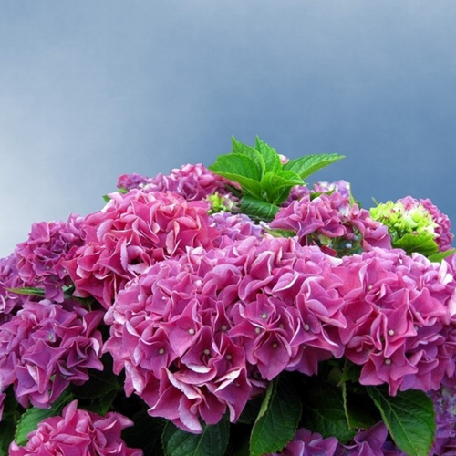 Hortensia Bouquet Rose - Hydrangea macrophylla