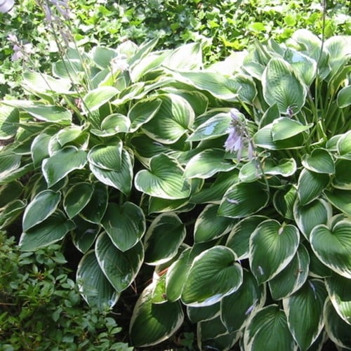 Hosta Francee (Plantes en Pot)