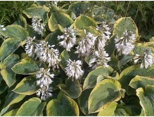 Hosta Frances Williams (Plantes en pot)