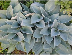 Hosta Halcyon (Plantes en Pot)