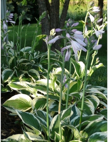 Hosta Patriot Blanc (Plantes en Pot)