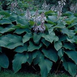 Hosta Sieboldii Bleu / Sieboldiana Elegans
