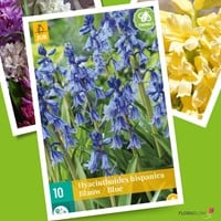Hyacinthoides Hispanica Bleu Jacinthe des Bois