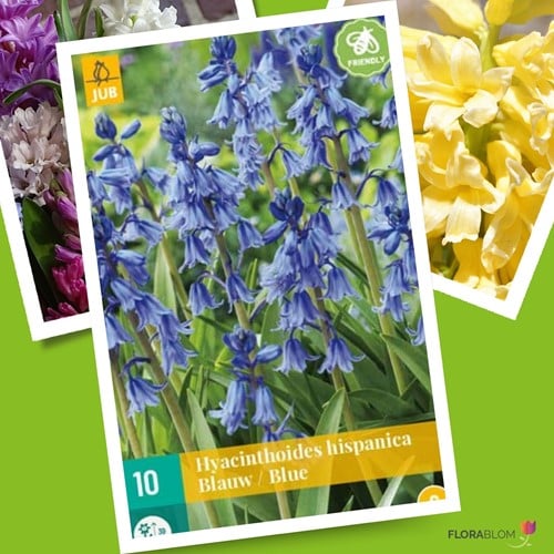Hyacinthoides Hispanica Bleu Jacinthe des Bois