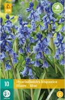 Hyacinthoides Hispanica Bleu Jacinthe des Bois-2