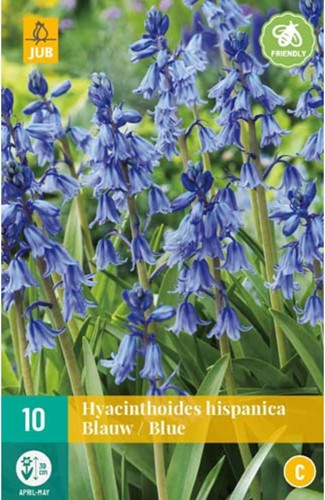 Hyacinthoides Hispanica Bleu Jacinthe des Bois-2