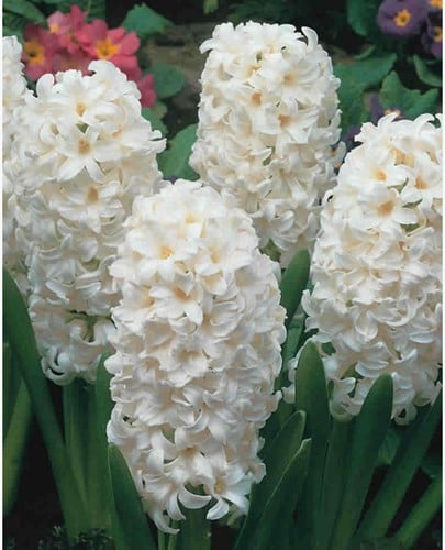 Jacinthe Aiolos - Hyacinthus