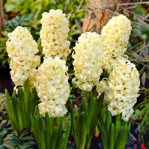 Jacinthe City of Haarlem - Hyacinthus