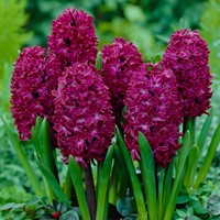 Jacinthe Woodstock - Hyacinthus