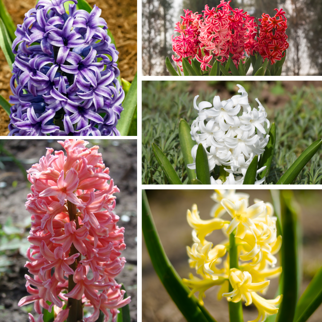 50 Bulbes De Jacinthes Mélange Coloré - Taille XXL 16/17 Cm, Parfumées, Floraison Printemps, Pour Jardins, Pots, Bordures - 12