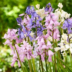 Hyacinthoides Hispanica Mix Spaanse Boshyacinten