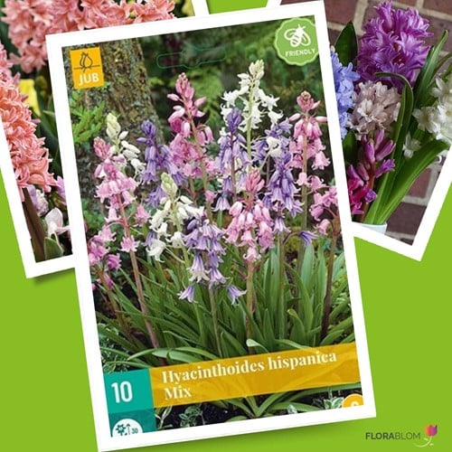 Hyacinthoides Hispanica Mix Jacinthe des Bois