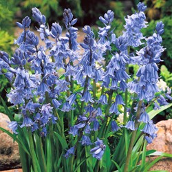Hyacinthoides hispanica Blauw Spaanse Boshyacinten