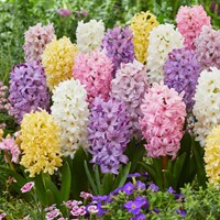 Hyacinten Pastel Mix - Hyacinthus