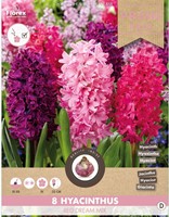 Hyacint Red Dream Mix - Hyacinthus-2
